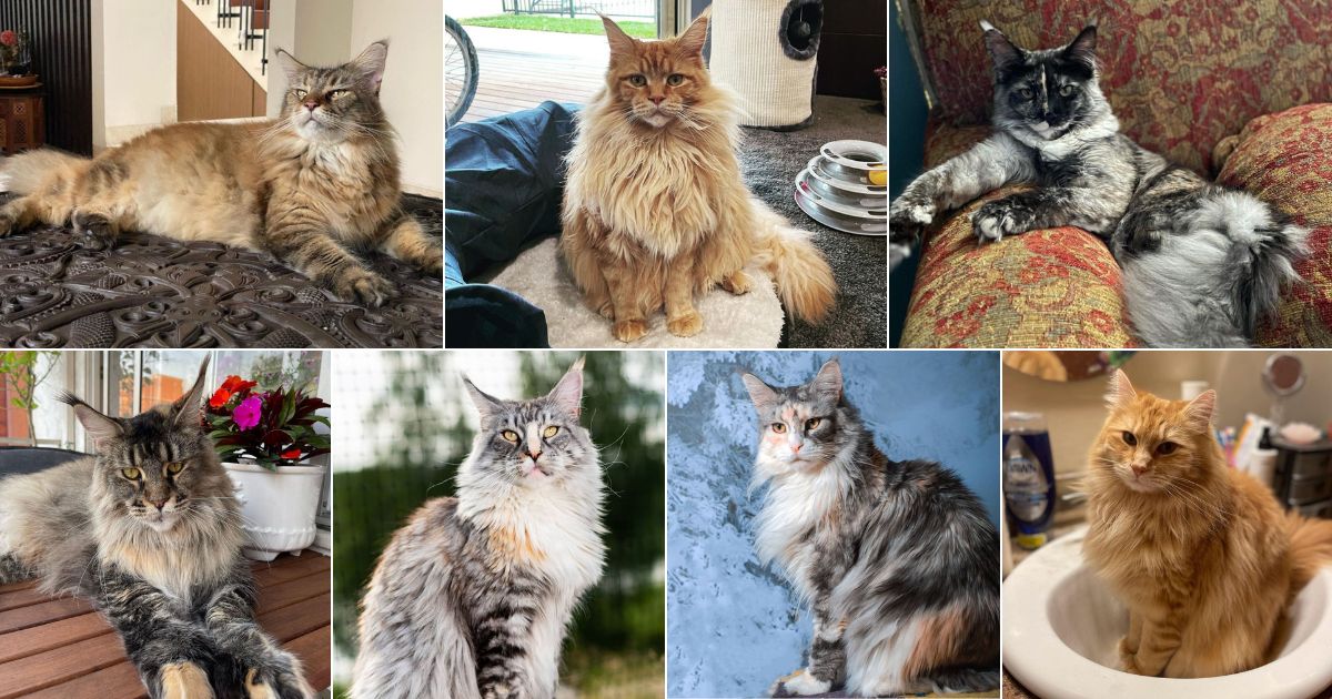 17 Majestic Female Maine Coon Cats That You’ll Love facebook image.