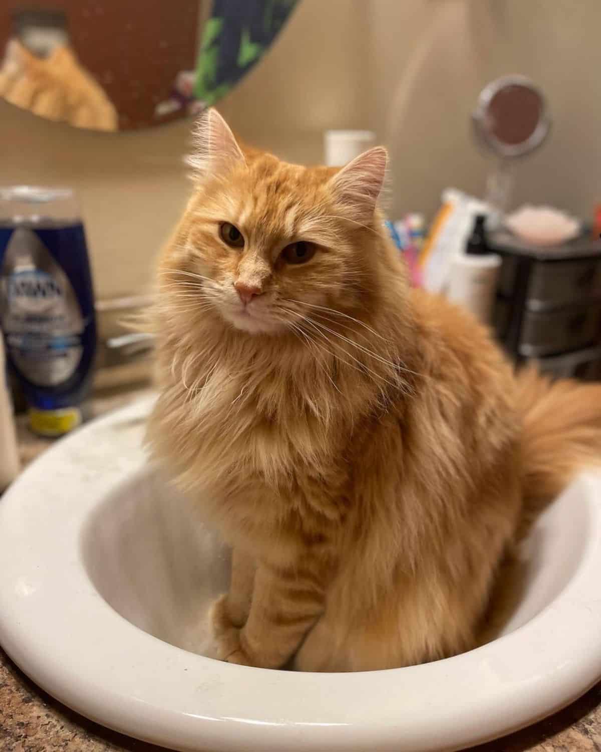 An adorable ginger maine coon sitting in a porcelain sink.
