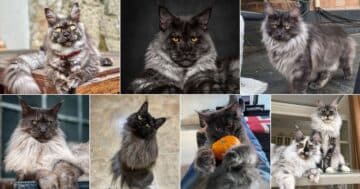 17 Unique Black Smoke Maine Coon Cats (Rare Colors) - MaineCoon.org