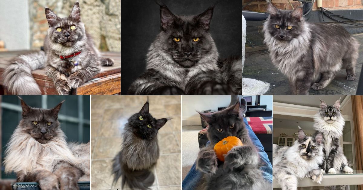 grey and black maine coon