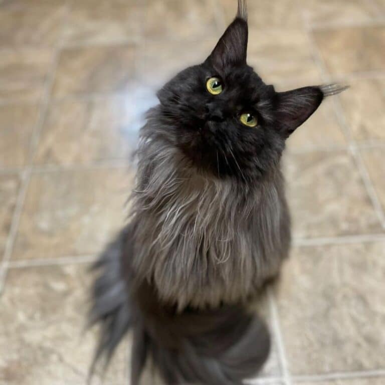 7 Photos With Maine Coons That Got Lighter With Age - MaineCoon.org