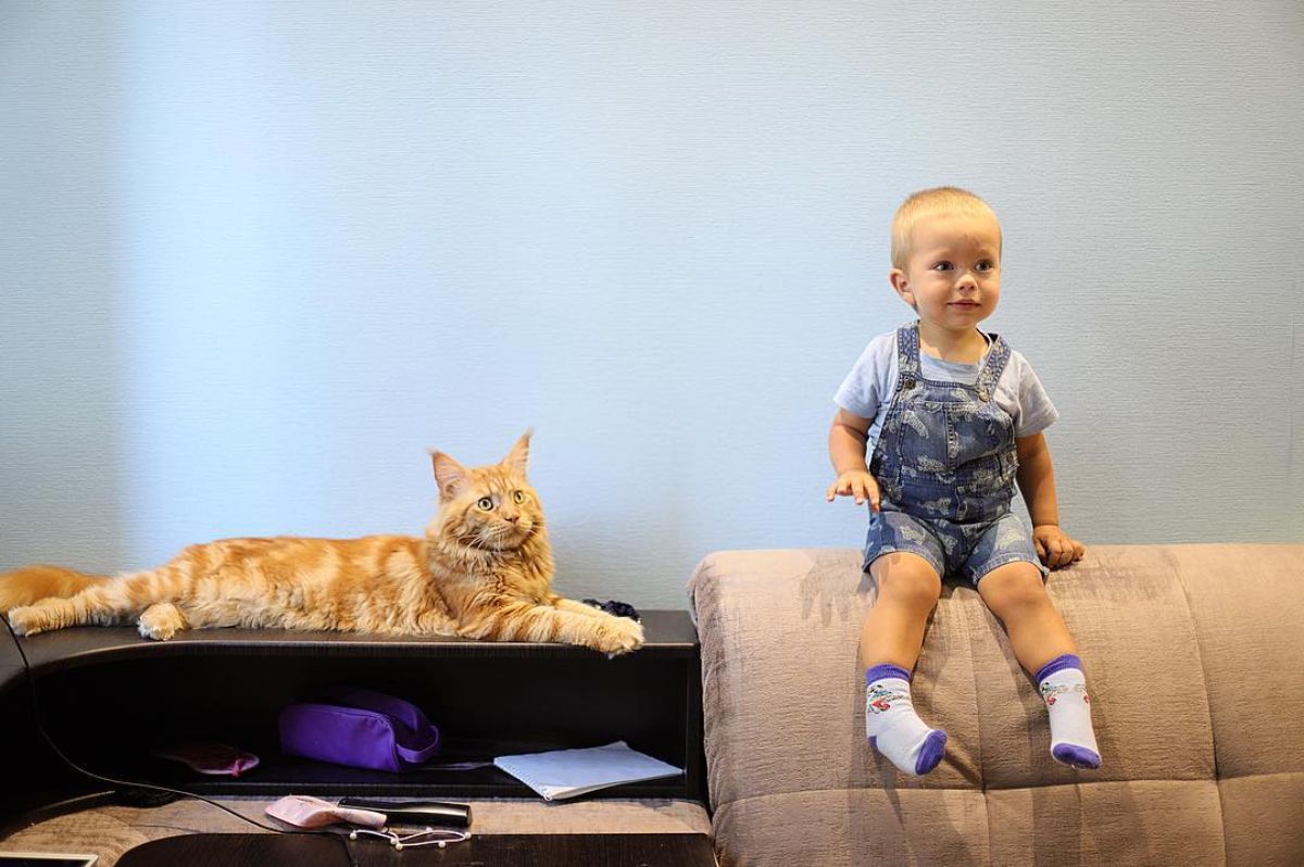 A young boy sitting on a couch next to a ginger maine coon.