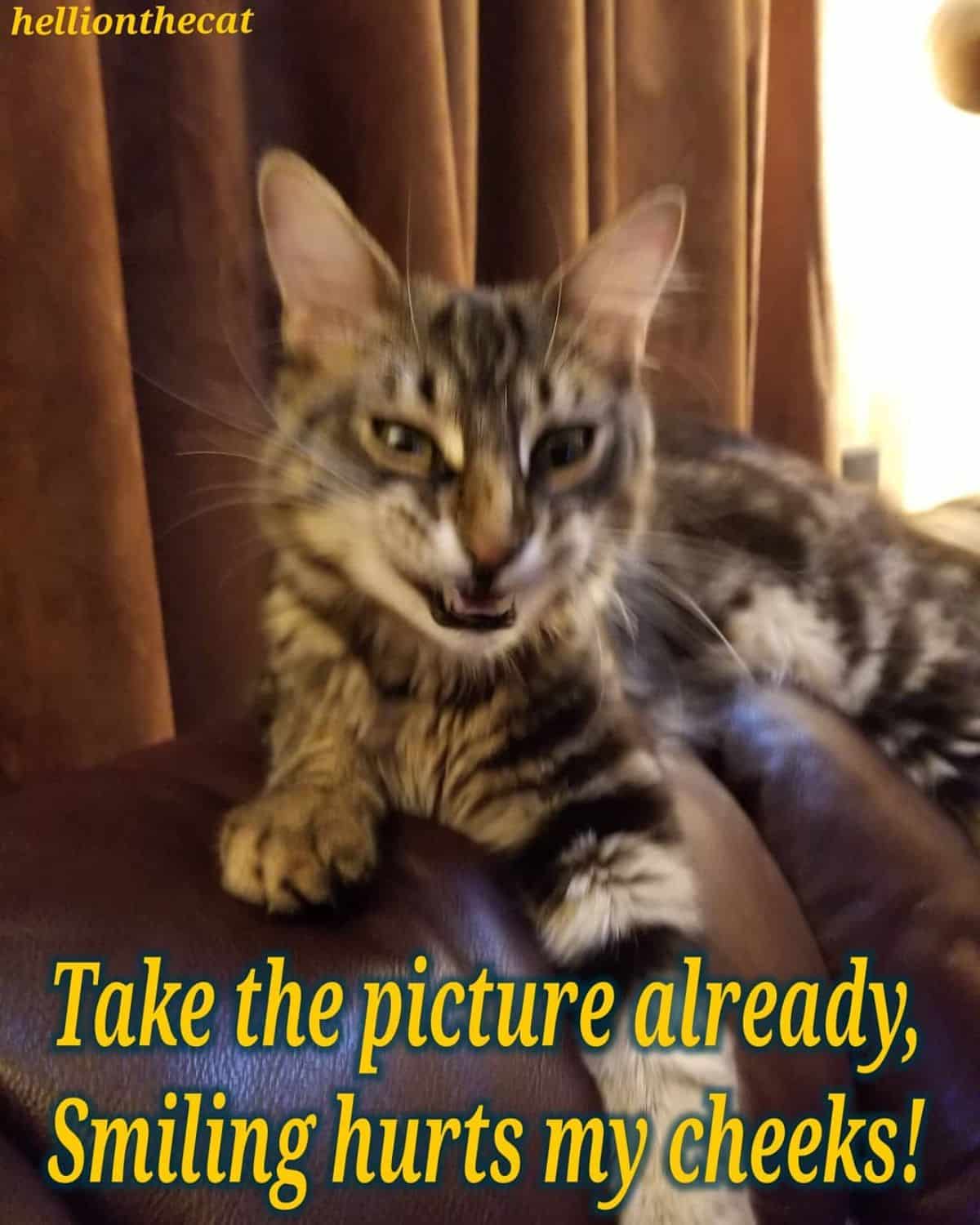 A maine coon meme.