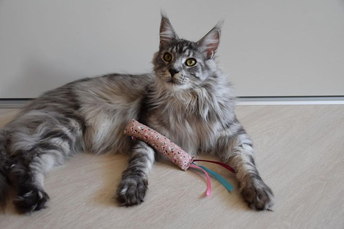 A gray fluffy maine coon lying on a floor with its toy.