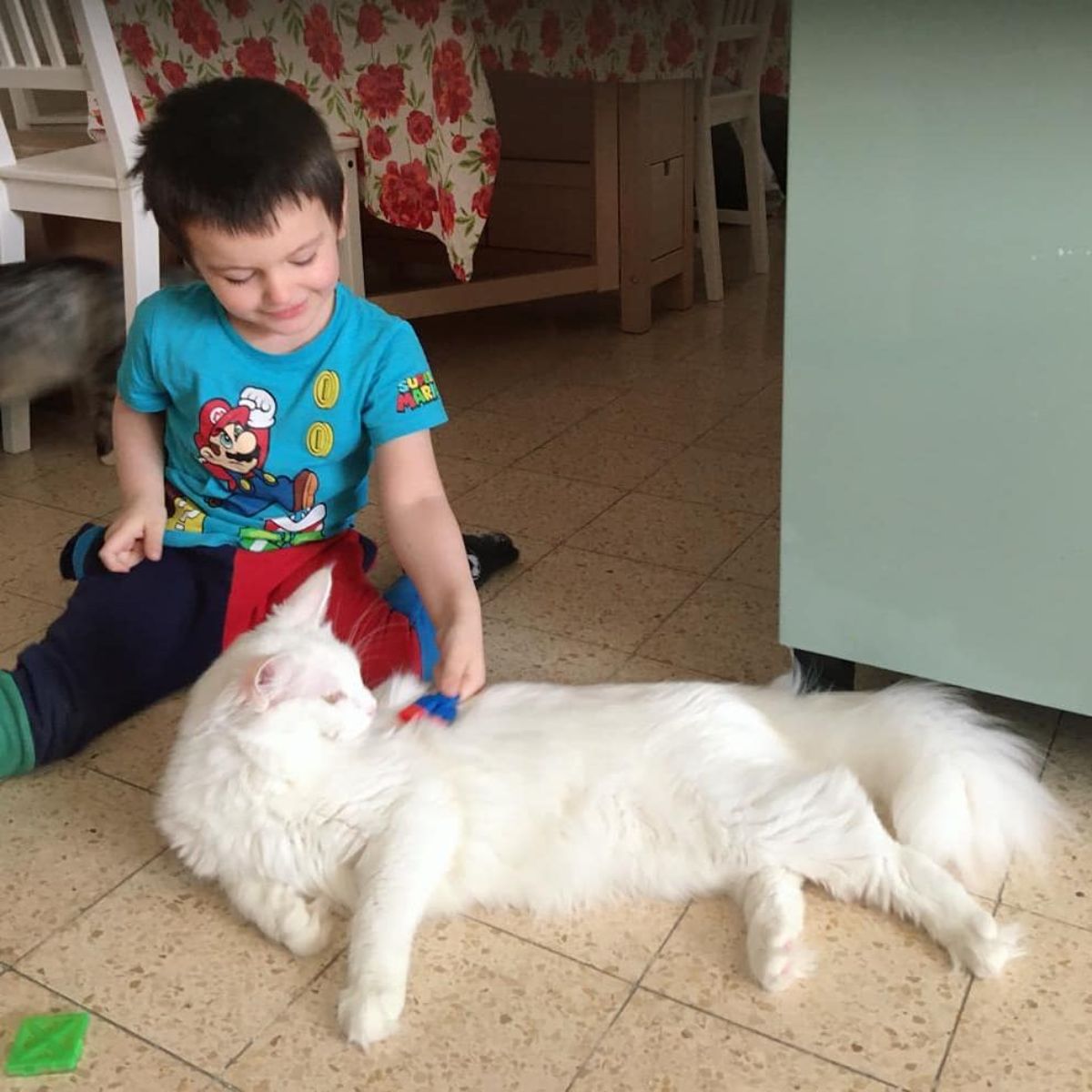 A young boy brushing a white maine coon on a floor.