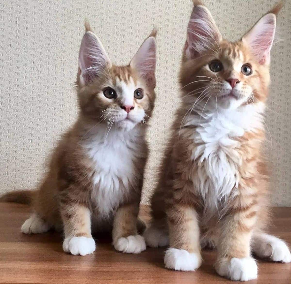 Two adorable ginger maine coon kittens with white paws sitting on a floor.