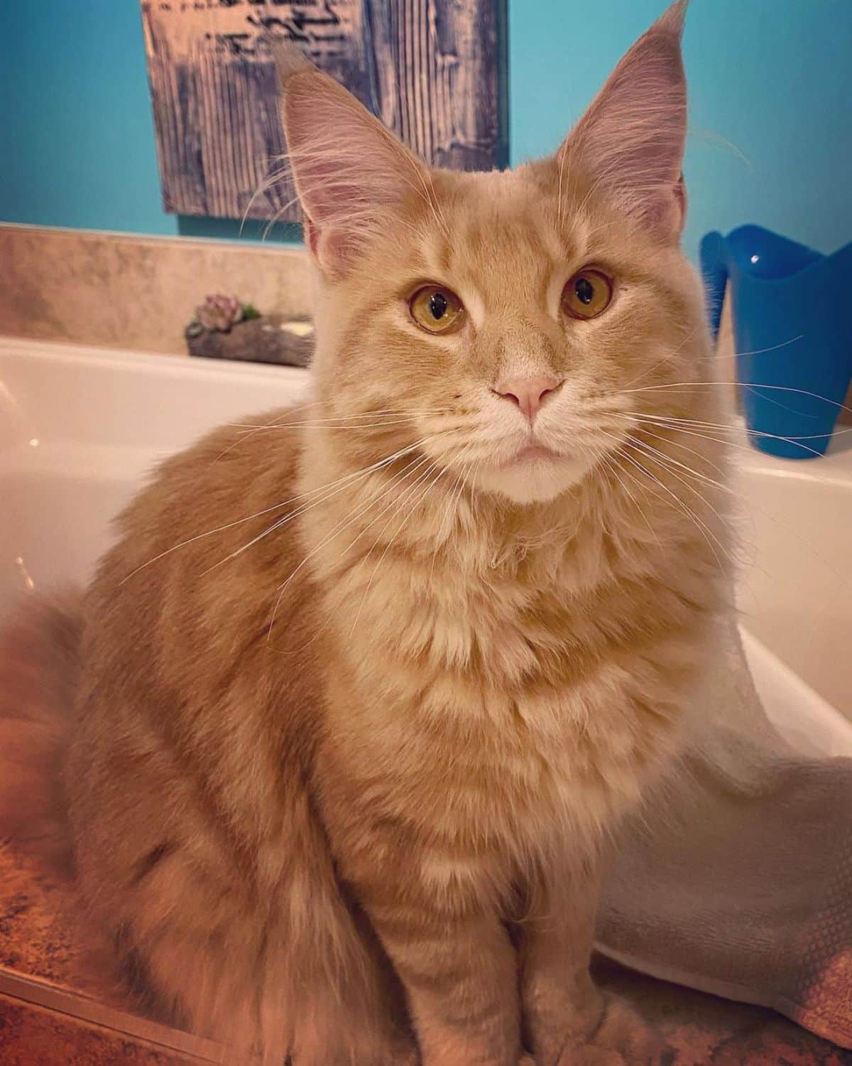 An adorable golden maine coon sitting near a bathtub.