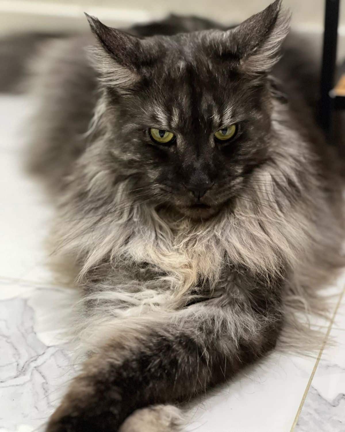A beautiful mean-looking black maine coon lying on a floor.