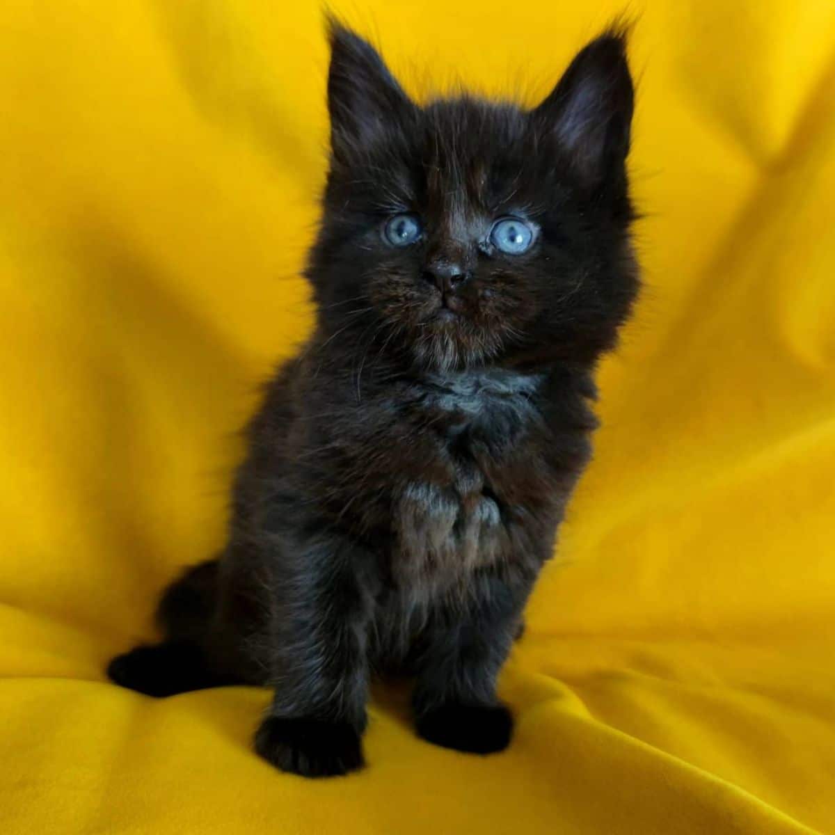 An adorable black maine coon kitten with blue eyes sitting on a yellow blanket.