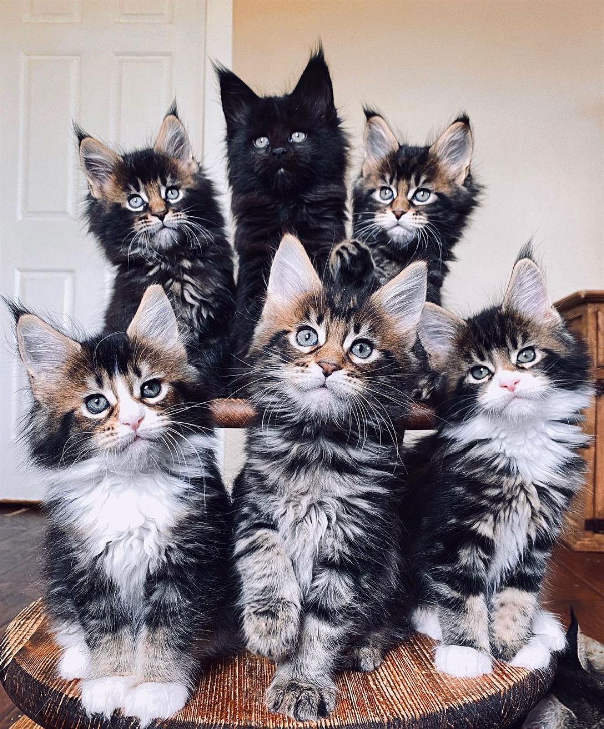 A litter of maine coon kittens on a small table.