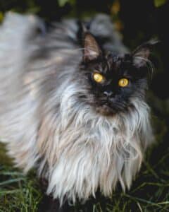 17 Unique Black Smoke Maine Coon Cats (Rare Colors) - MaineCoon.org