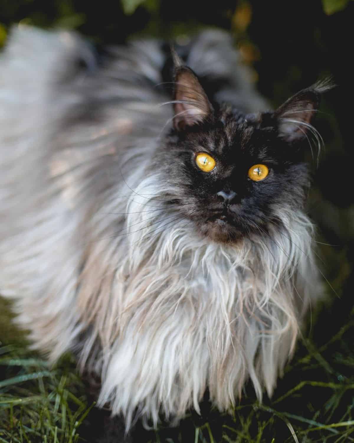 A beautiful fluffy black smoke maine coon with golden eyes.
