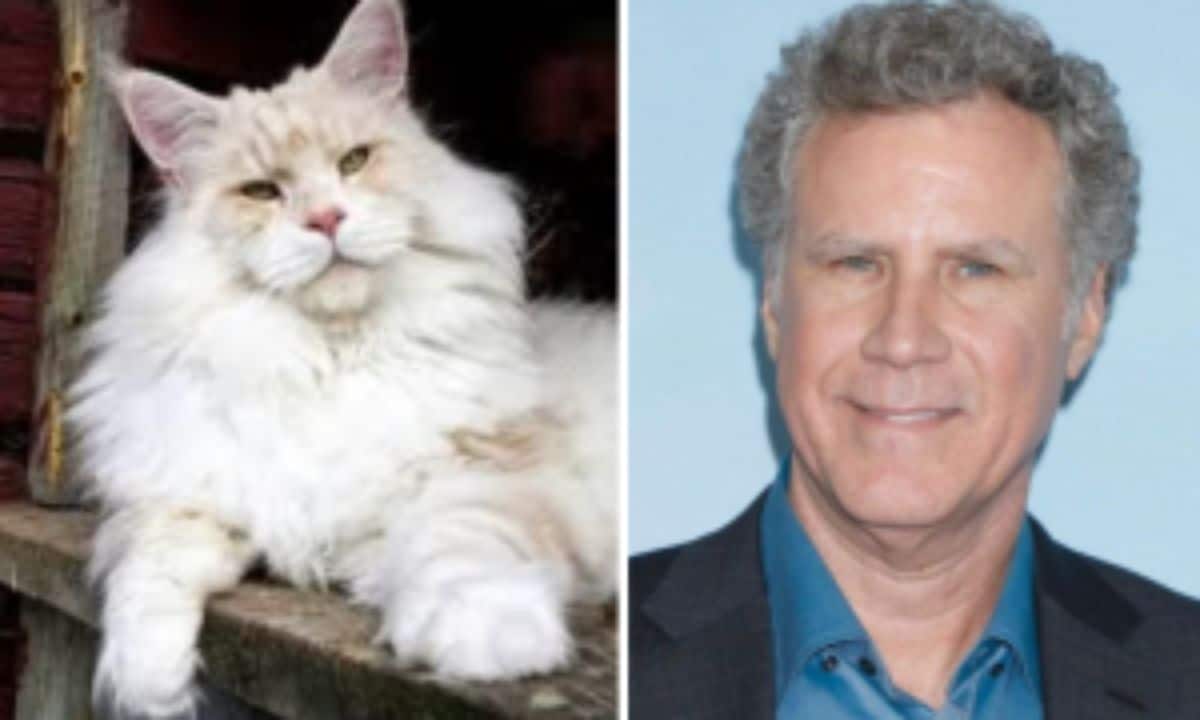 Image of a white maien coon and image of Will Ferrel.