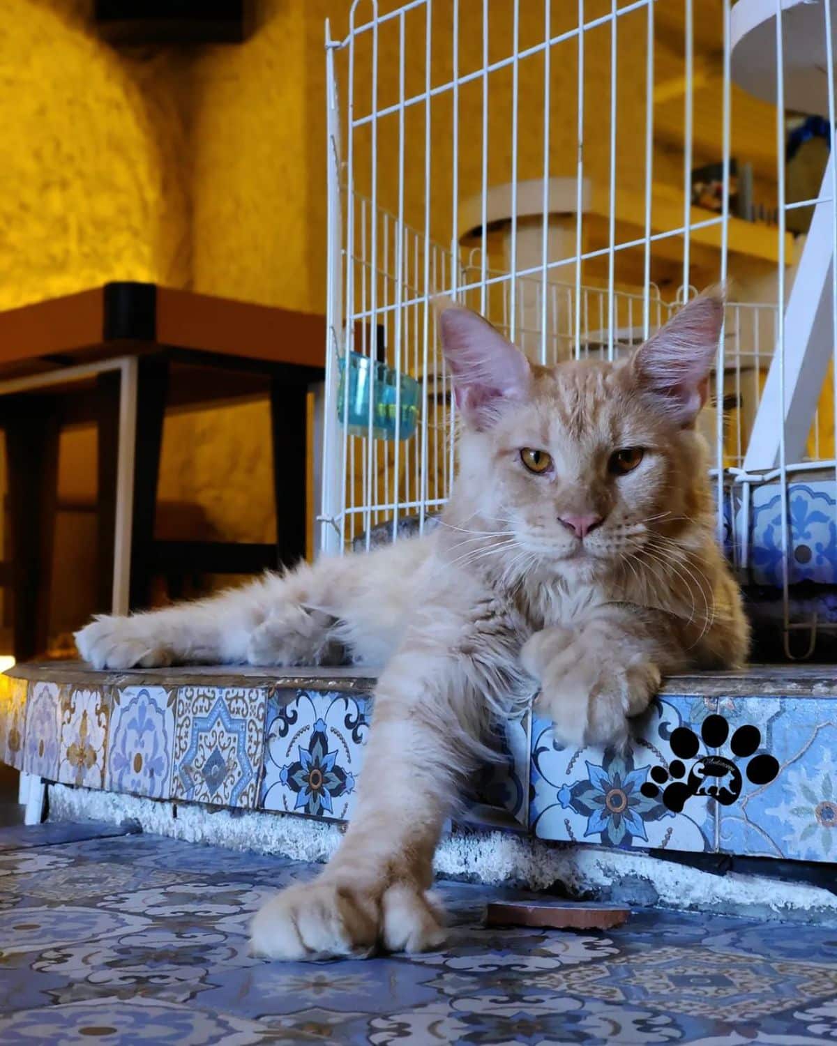 An adorable ginger maine coon with extra toes lying on stairs.