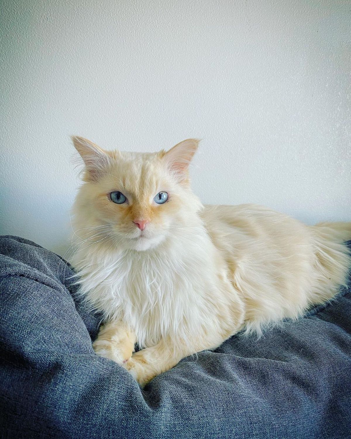 A cream fluffy maine coon lying on a gray blanket.