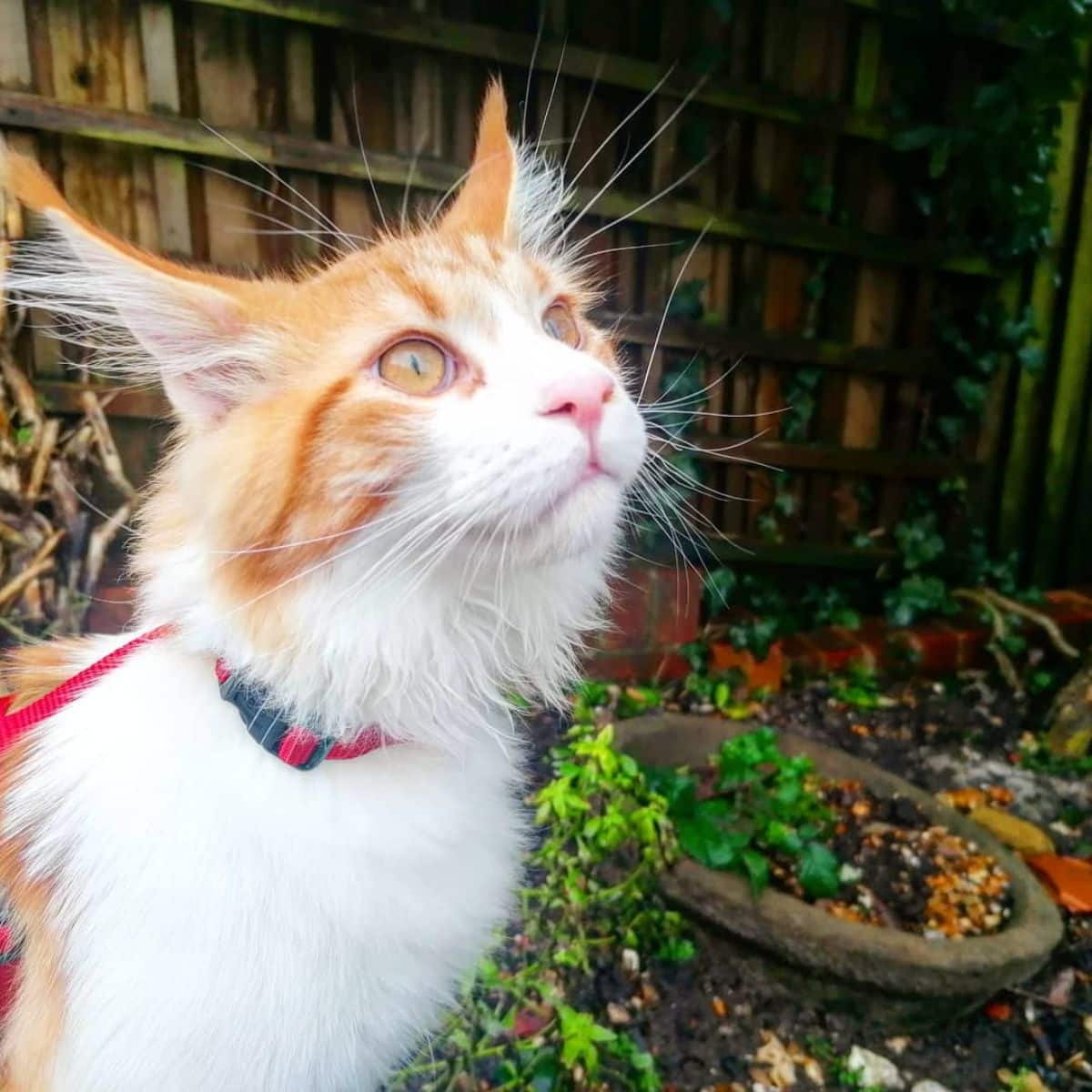 A ginger-white maine coon kitten with a collar outdoors.
