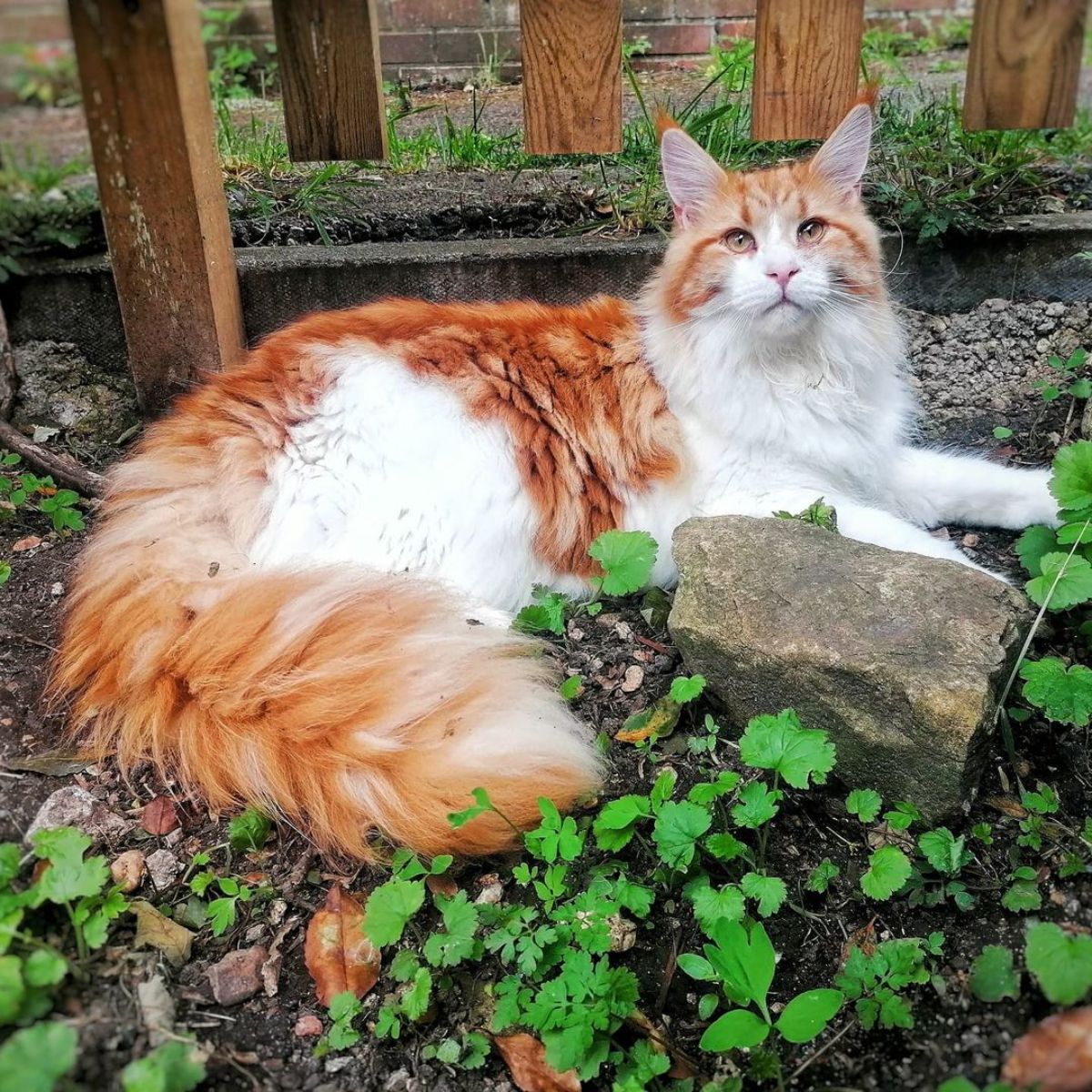 A beautiful red-white maine coon lying in a backyard near a wooden fence.
