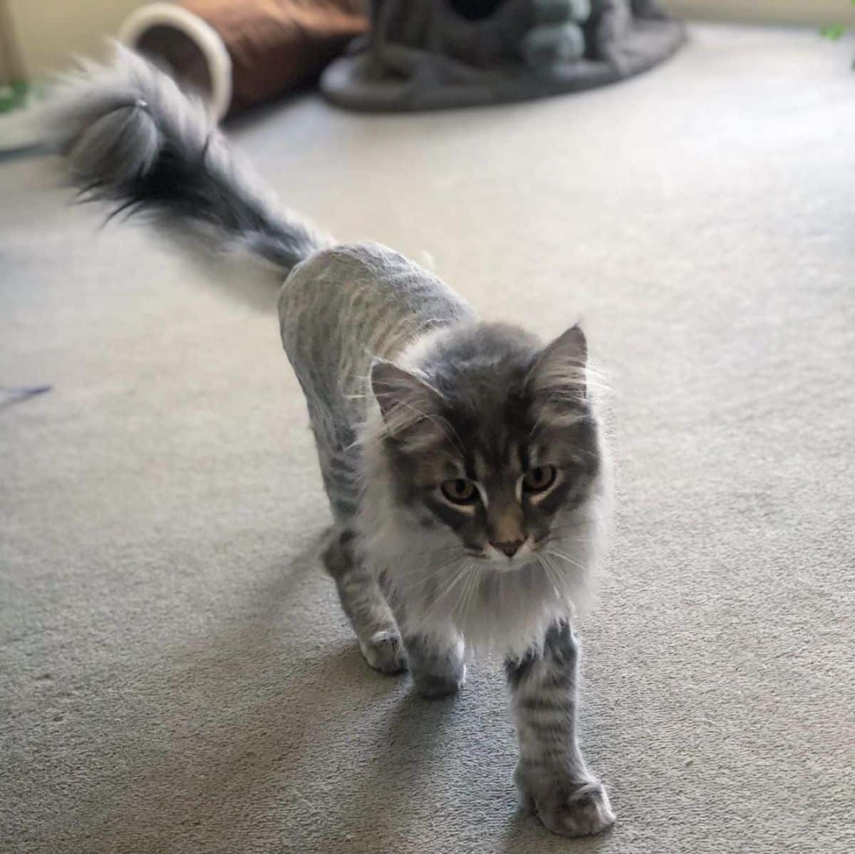 A gray maine coon kitten with a lion cut walking on a carpet.