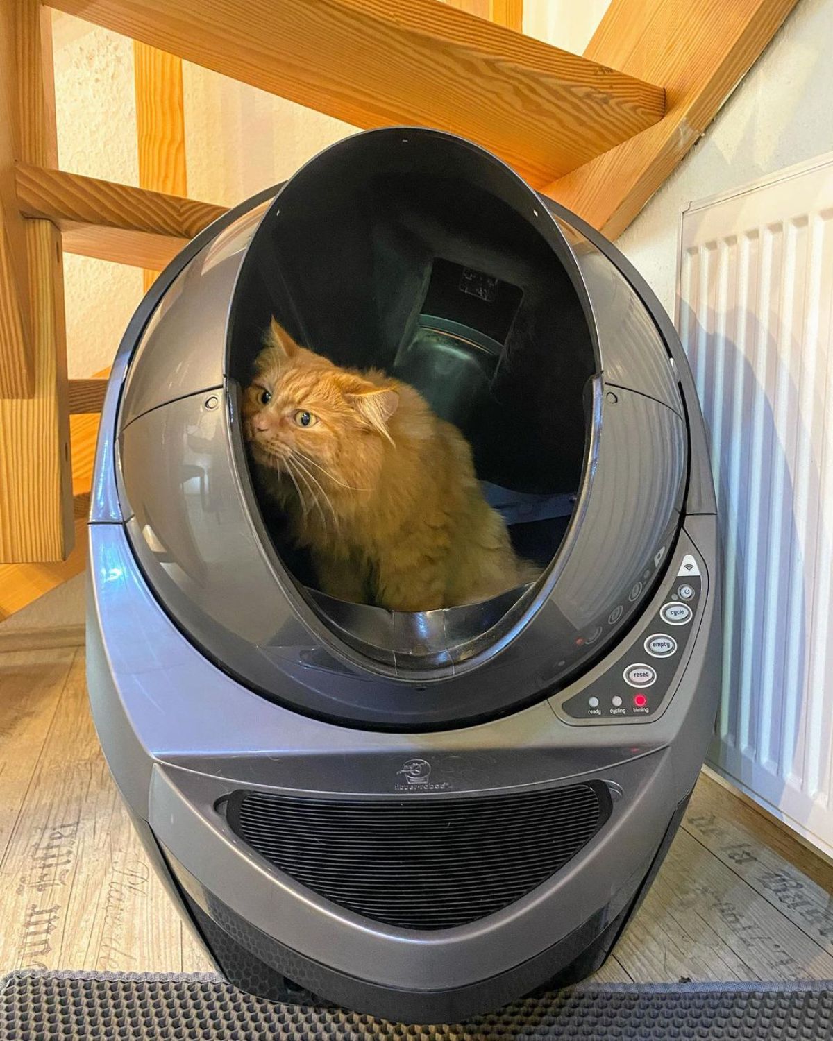 A ginger maine coon using a litter robot.