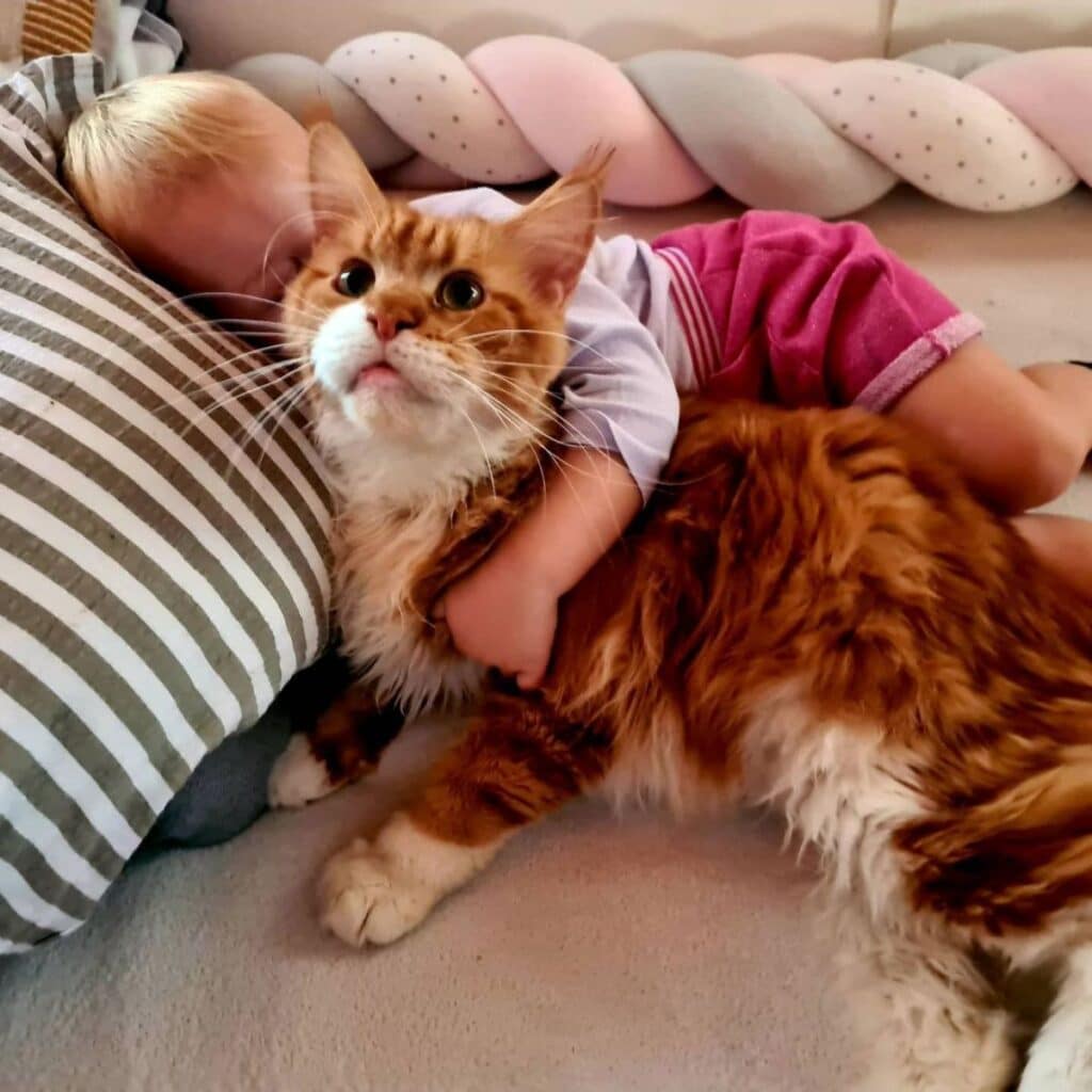 Heart Melting Maine Coons With Babies With Photos Mainecoon Org