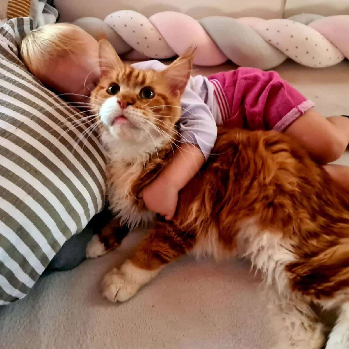 A baby hugging a big ginger maine coon on a couch.