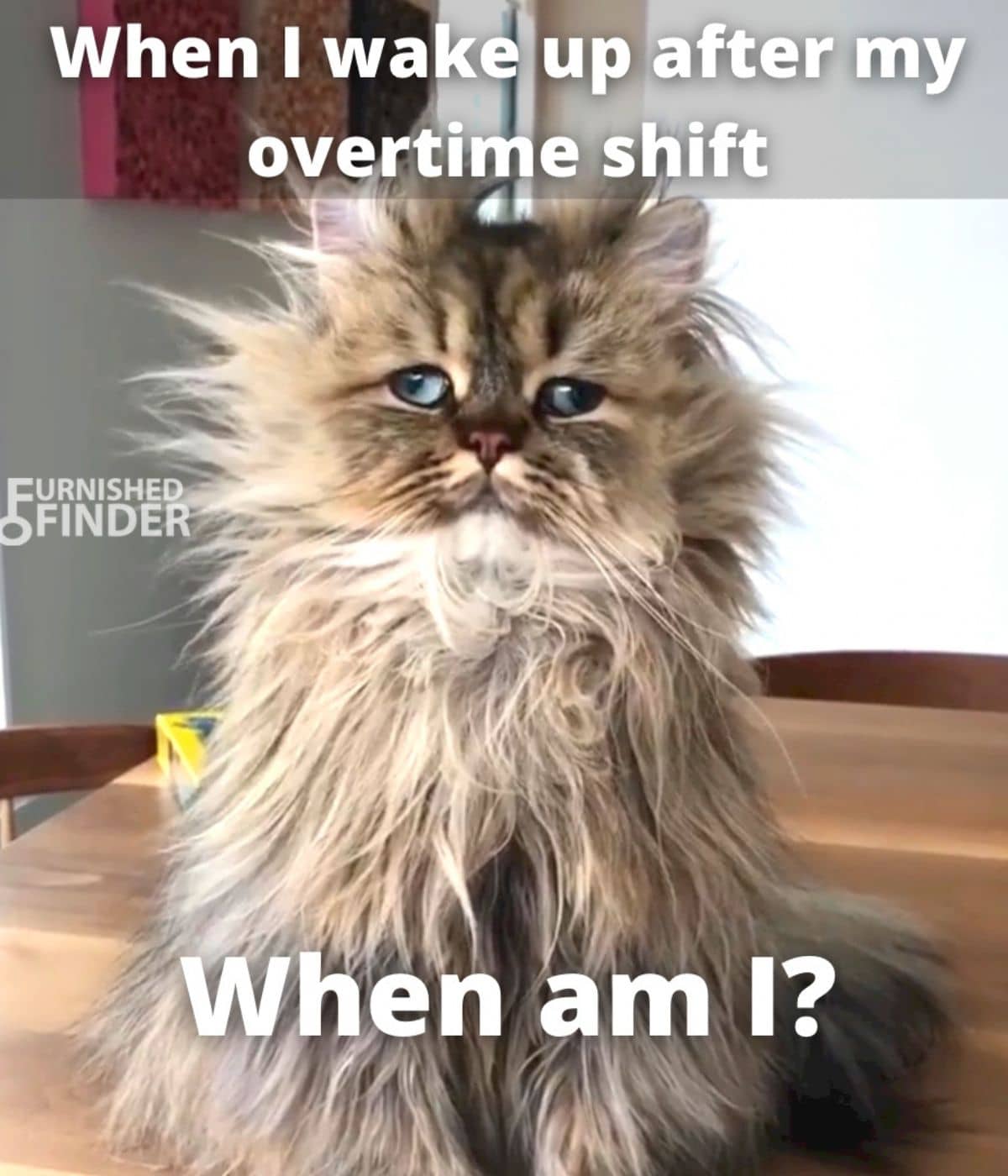 A maine coon meme.