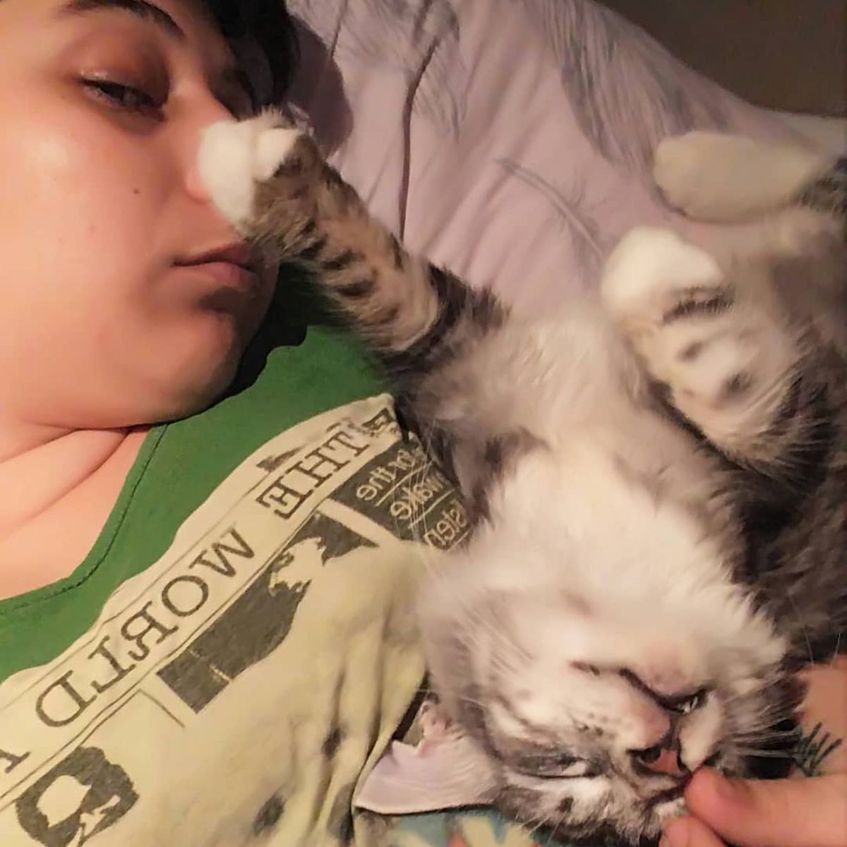 A woman playing with her silver maine coon on a bed.