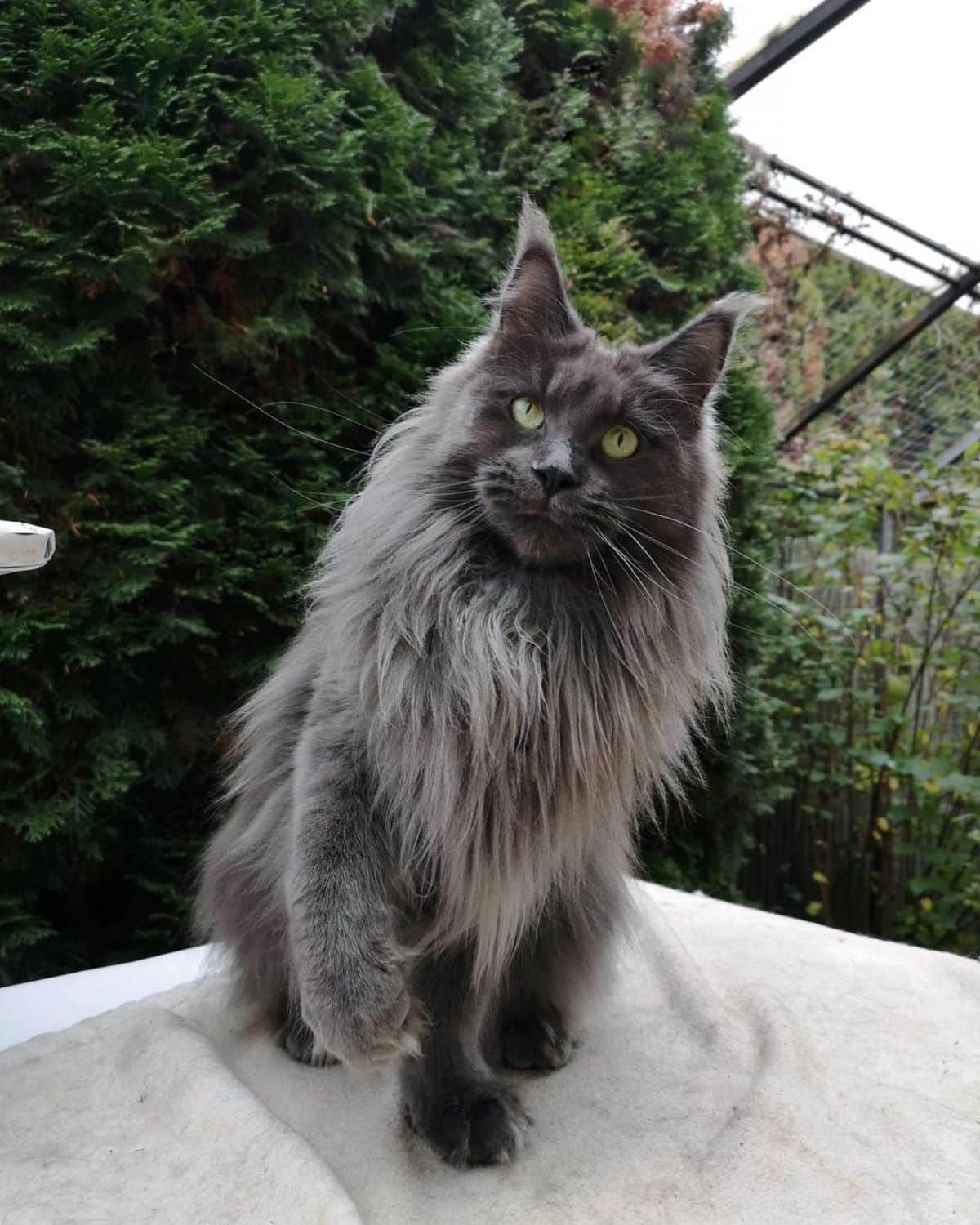 A beautiful black maine coon sitting on a white blanket on a balcony.