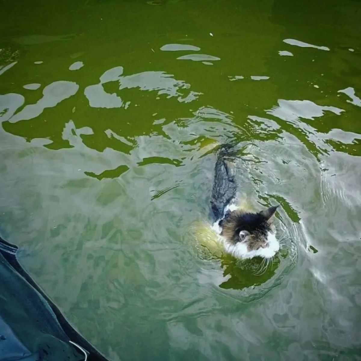 A white-brown maine coon swimming in a pool.