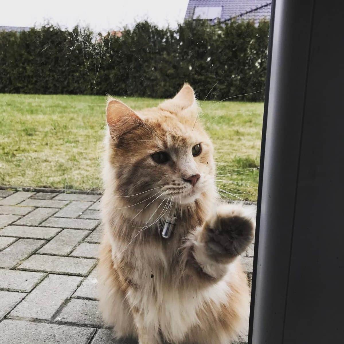 A fluffy creamy maine coon with a paw on a glass door.