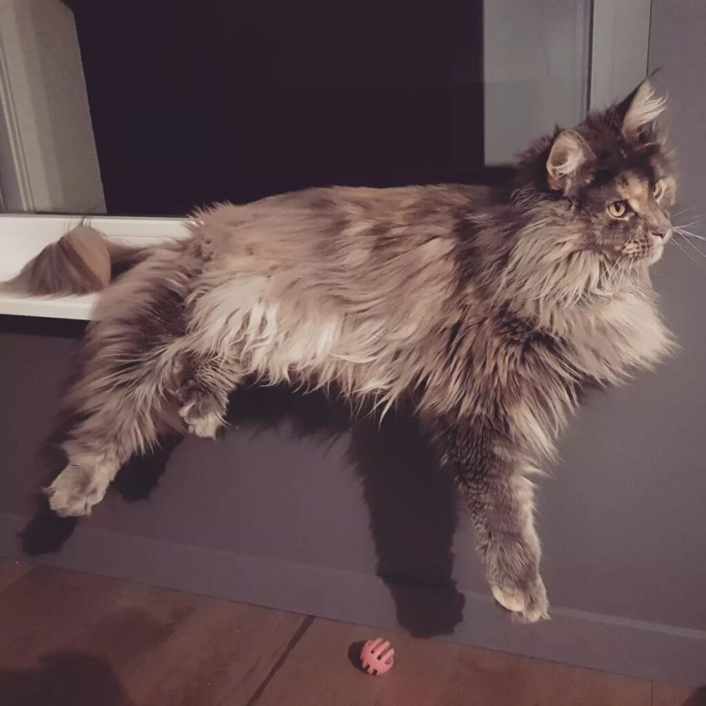 17 Majestic Female Maine Coon Cats That You’ll Love - MaineCoon.org