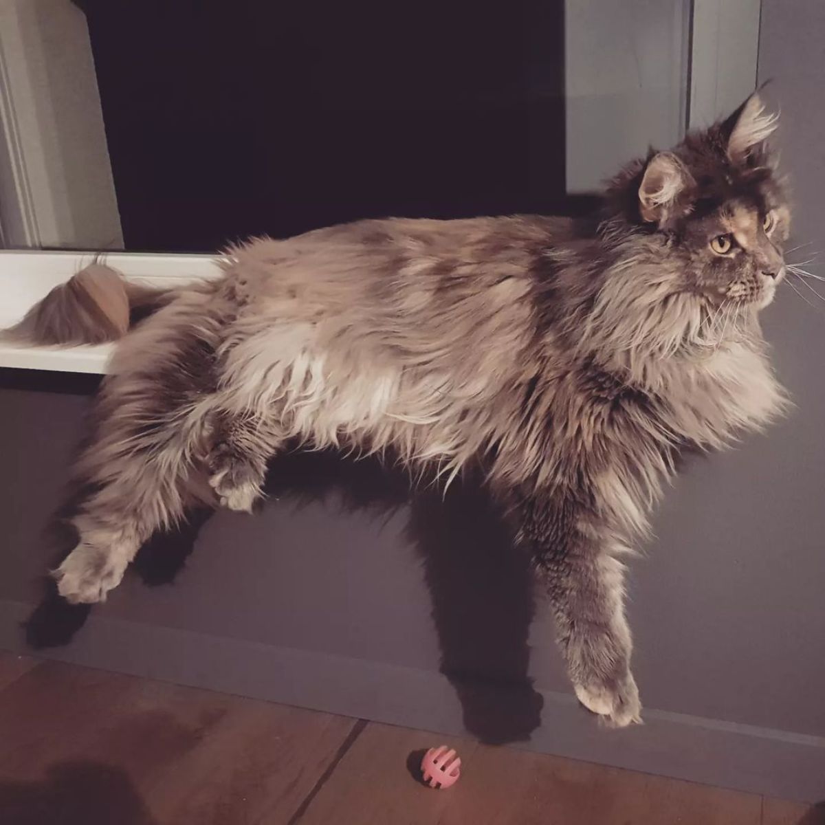 An adorable gray maine coon lying on a windowsill with paws hanging out.