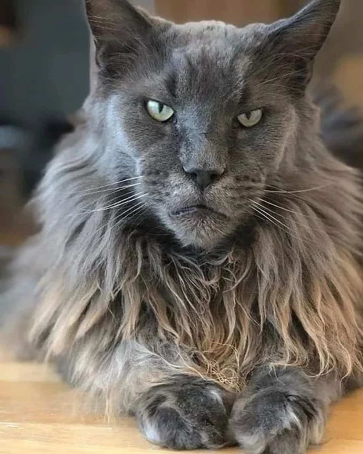 A beauitful gray maine coon with a neck ruff laying on a floor.
