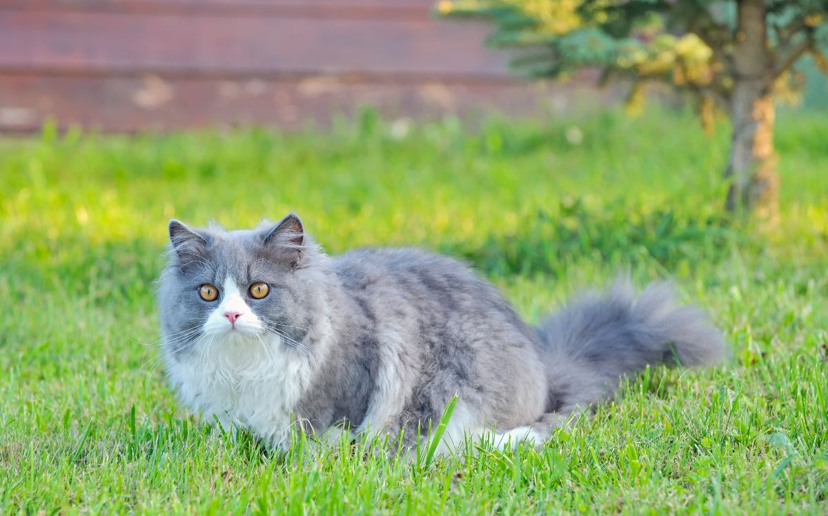 A beautiful white-gray ragdoll cat sitting on green grass.