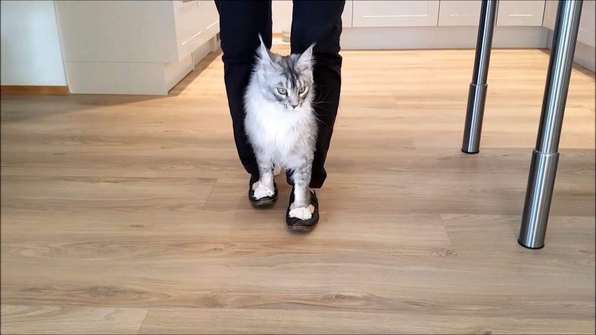 Felix maine coon walk on owner's feet trick.