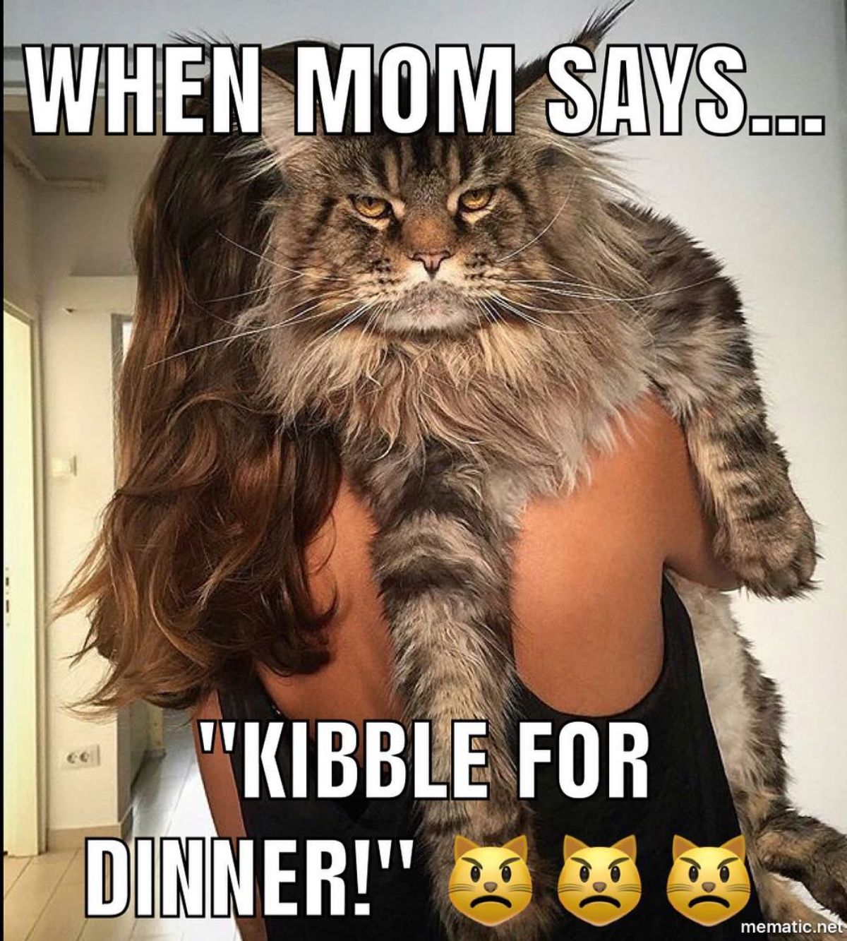 A maine coon meme.