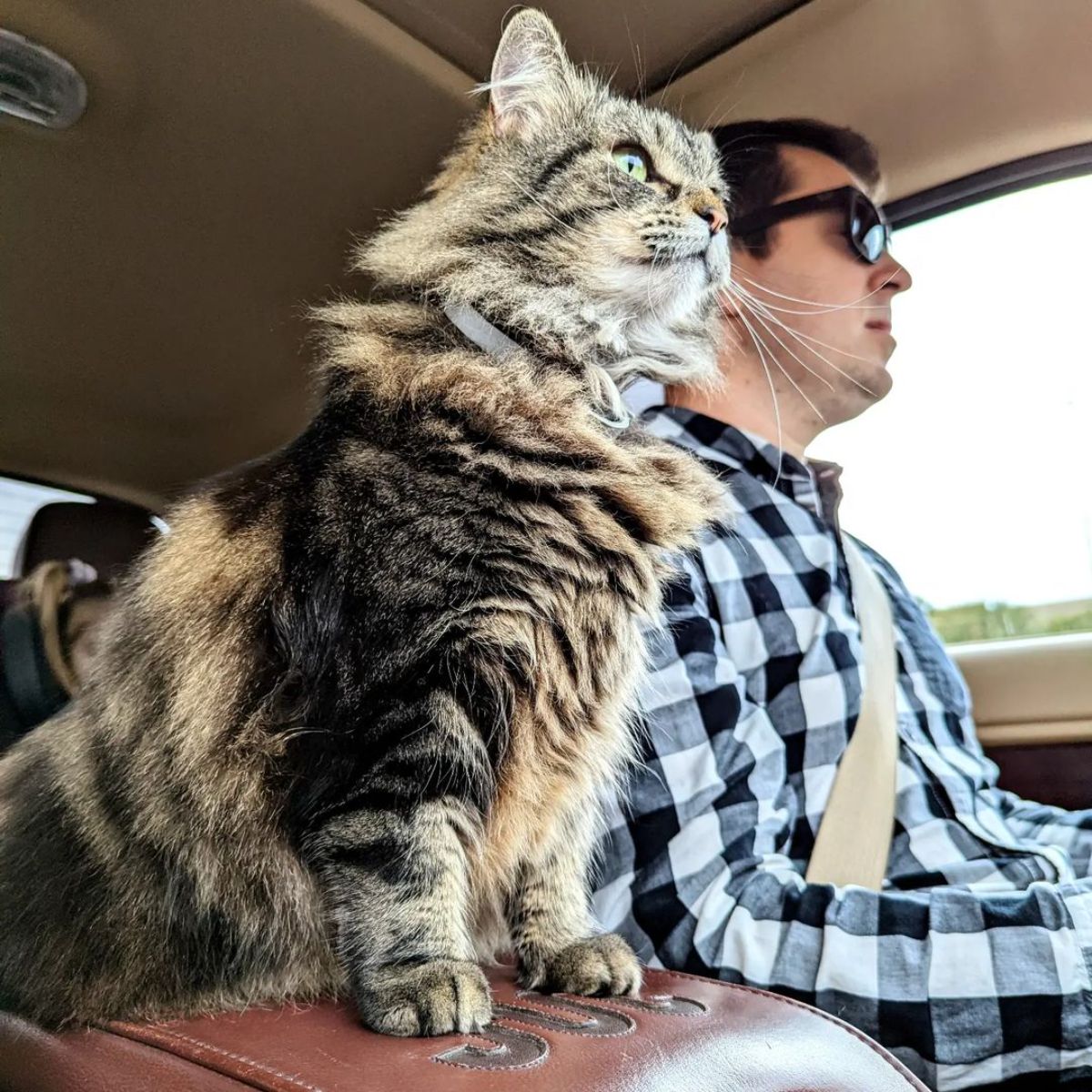 A man and a tabby maine coon together enjoying a car ride.