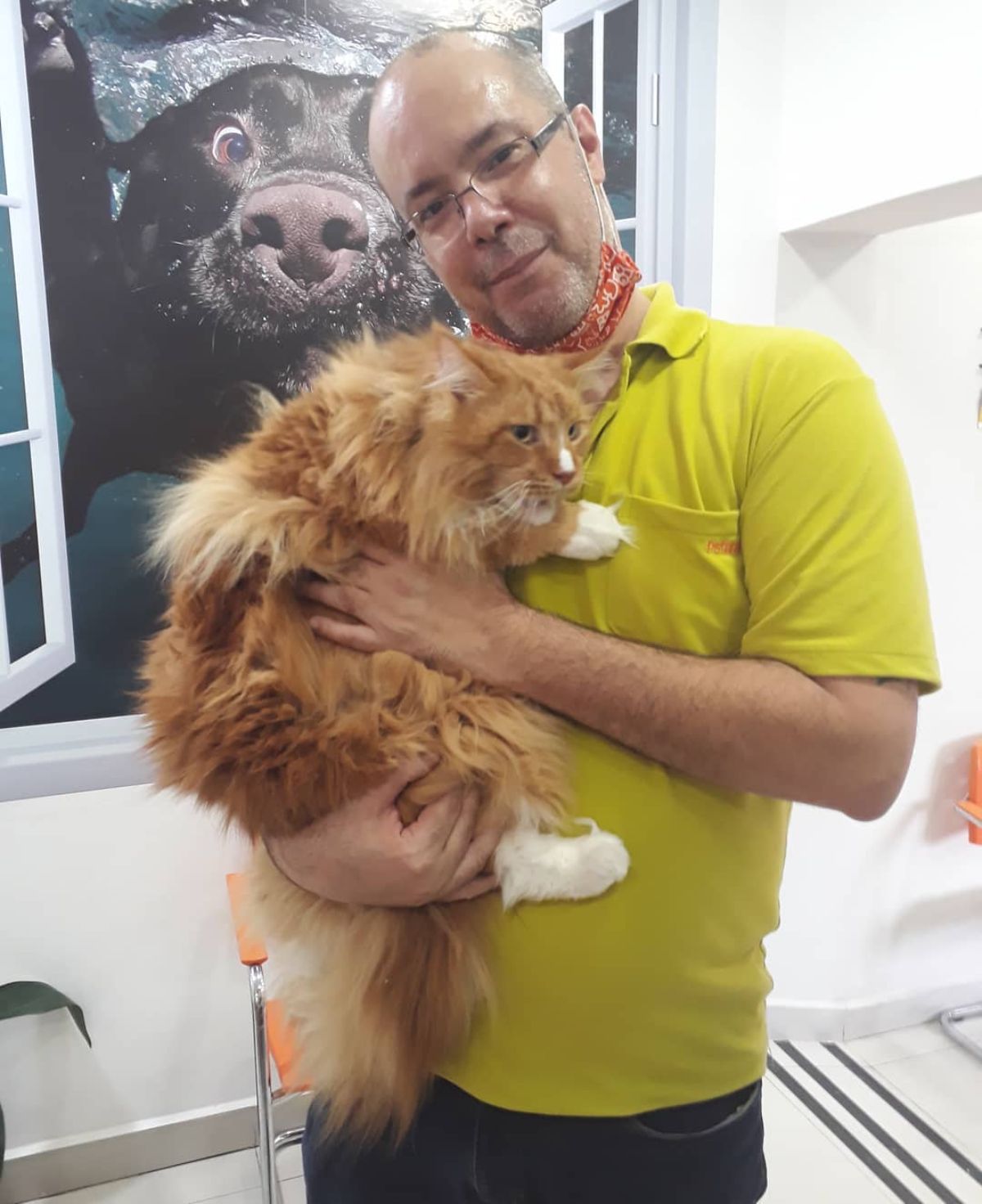 An man holding a scared ginger maine coon with white paws.
