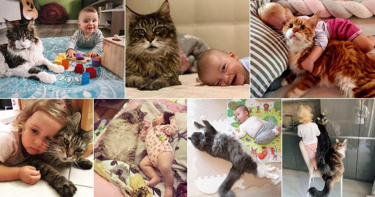 21 HeartMelting Maine Coons With Babies (With Photos)