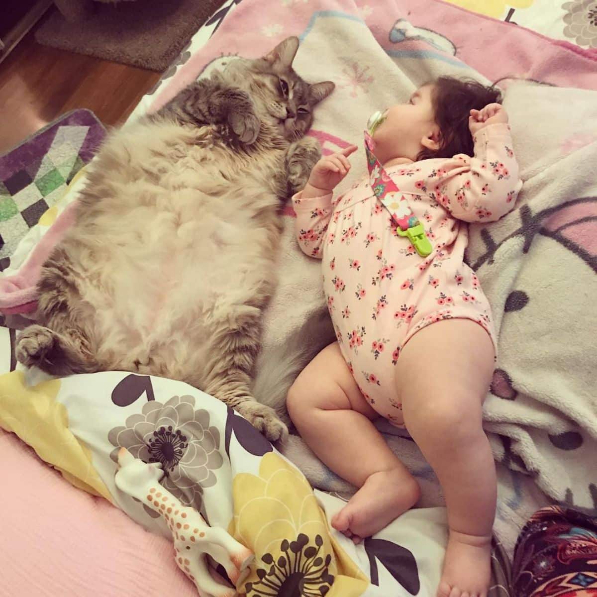 An adorable baby lying next to a fluffy maine coon on a bed.