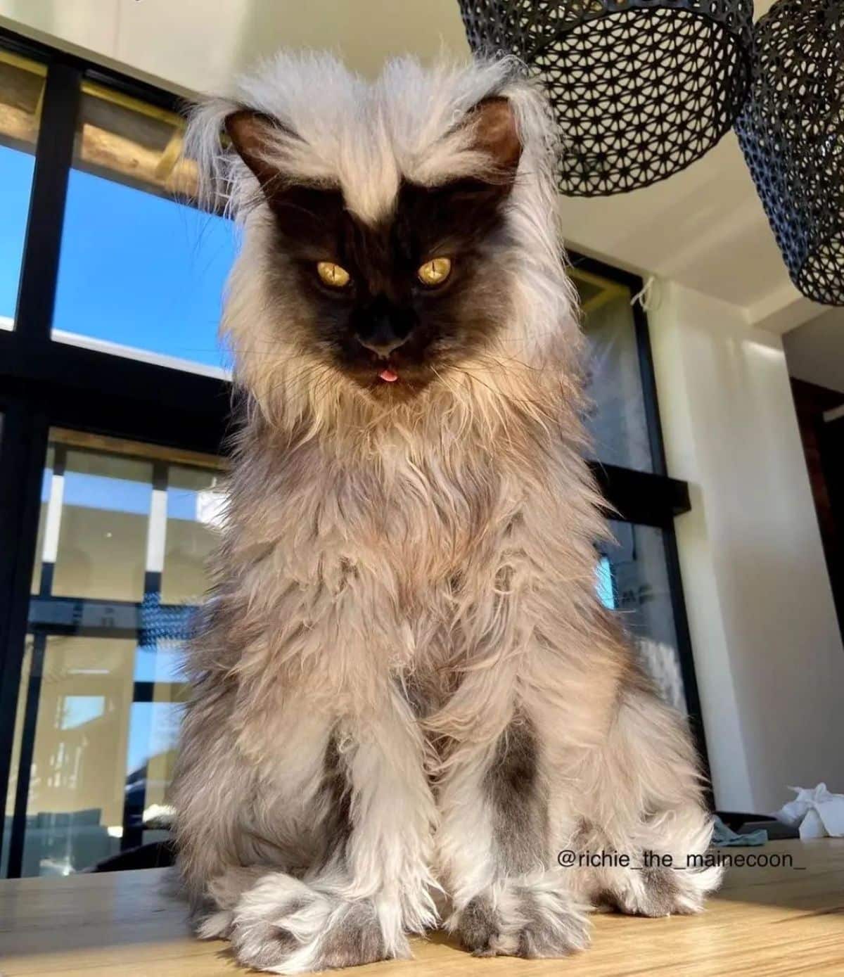 A beautiful gray maine coon sitting on a wooden floor.
