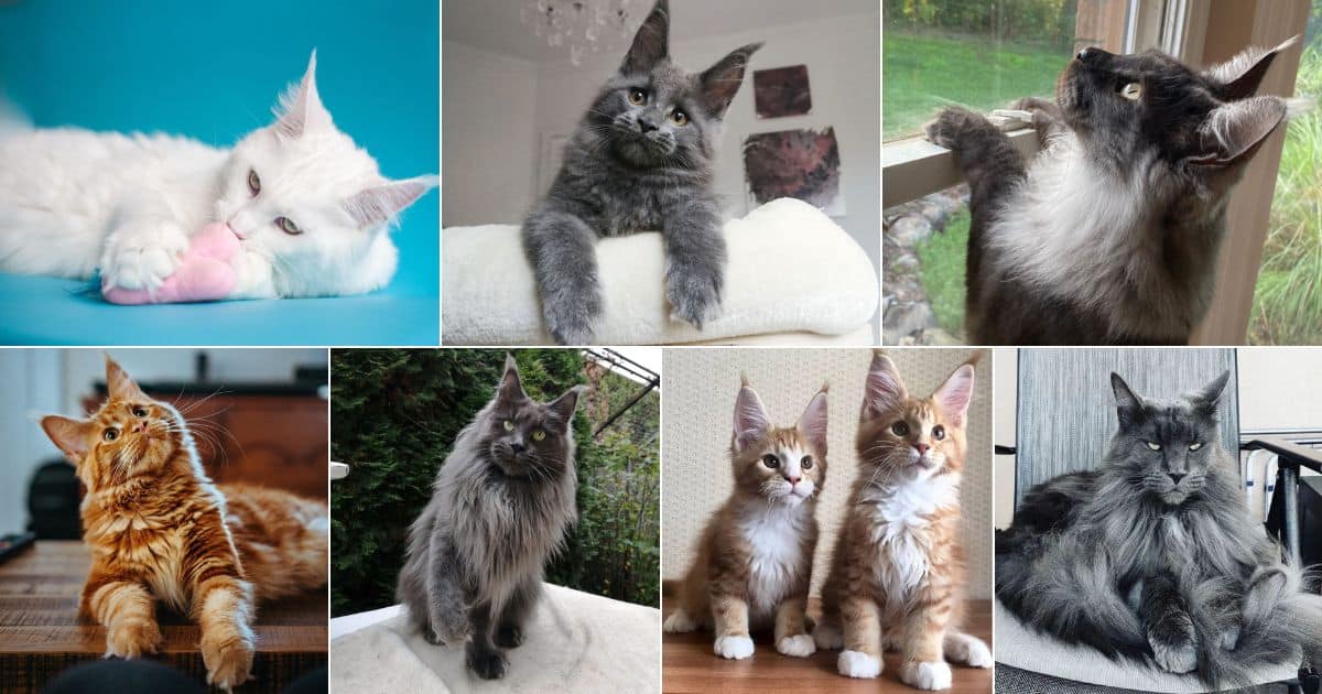 21 Photos of Maine Coon Paw Tufts That You'll Adore