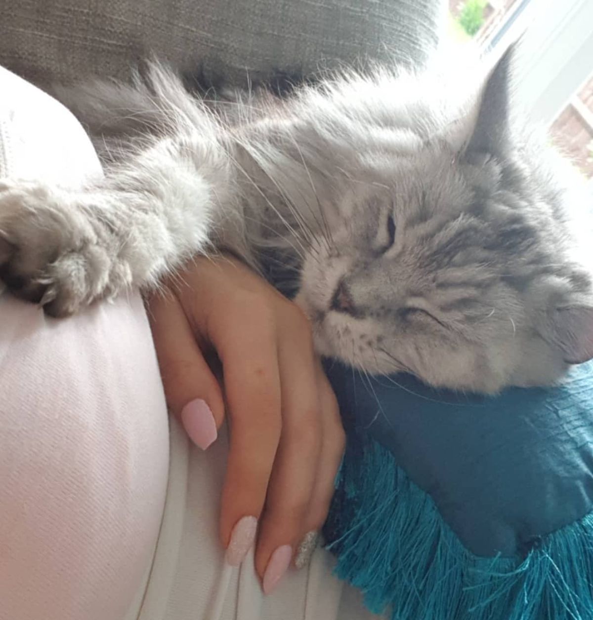 An adorable gray maine coon lying on its owner.