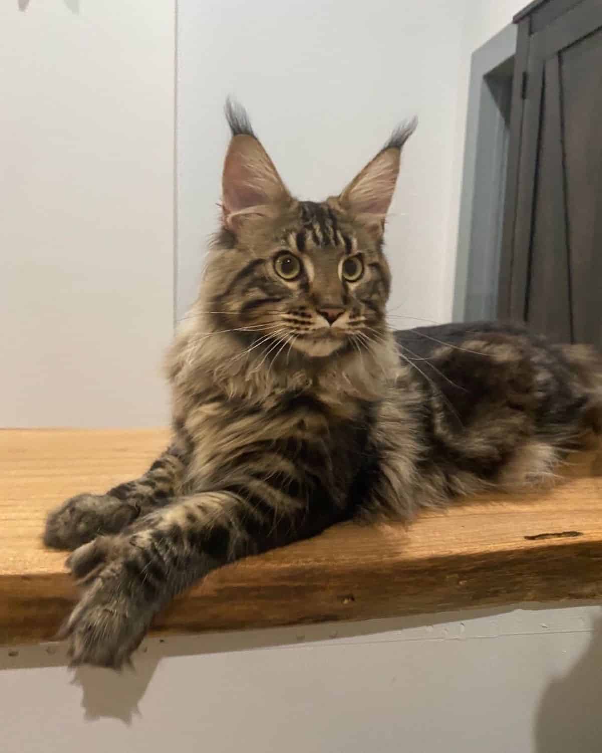 A beautiful tabby maine coon lying on a wooden table.