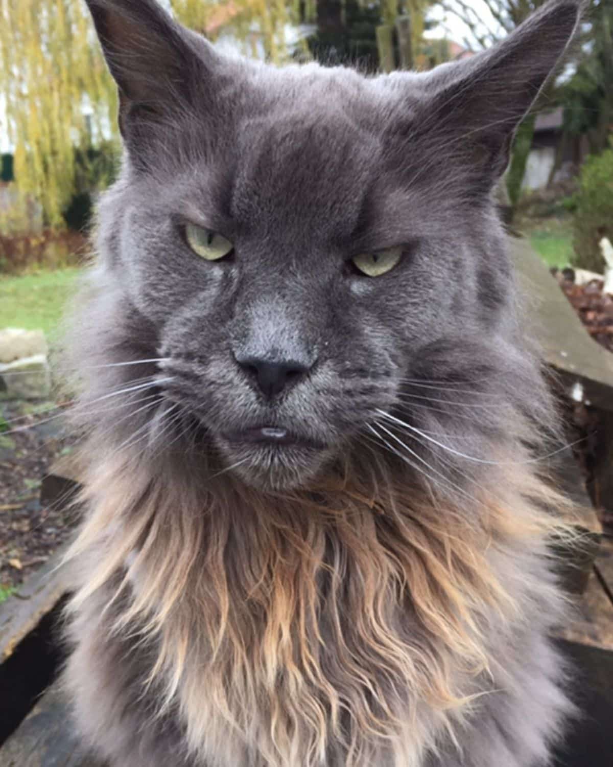 A beautiful gray maine coon with a neck ruff.