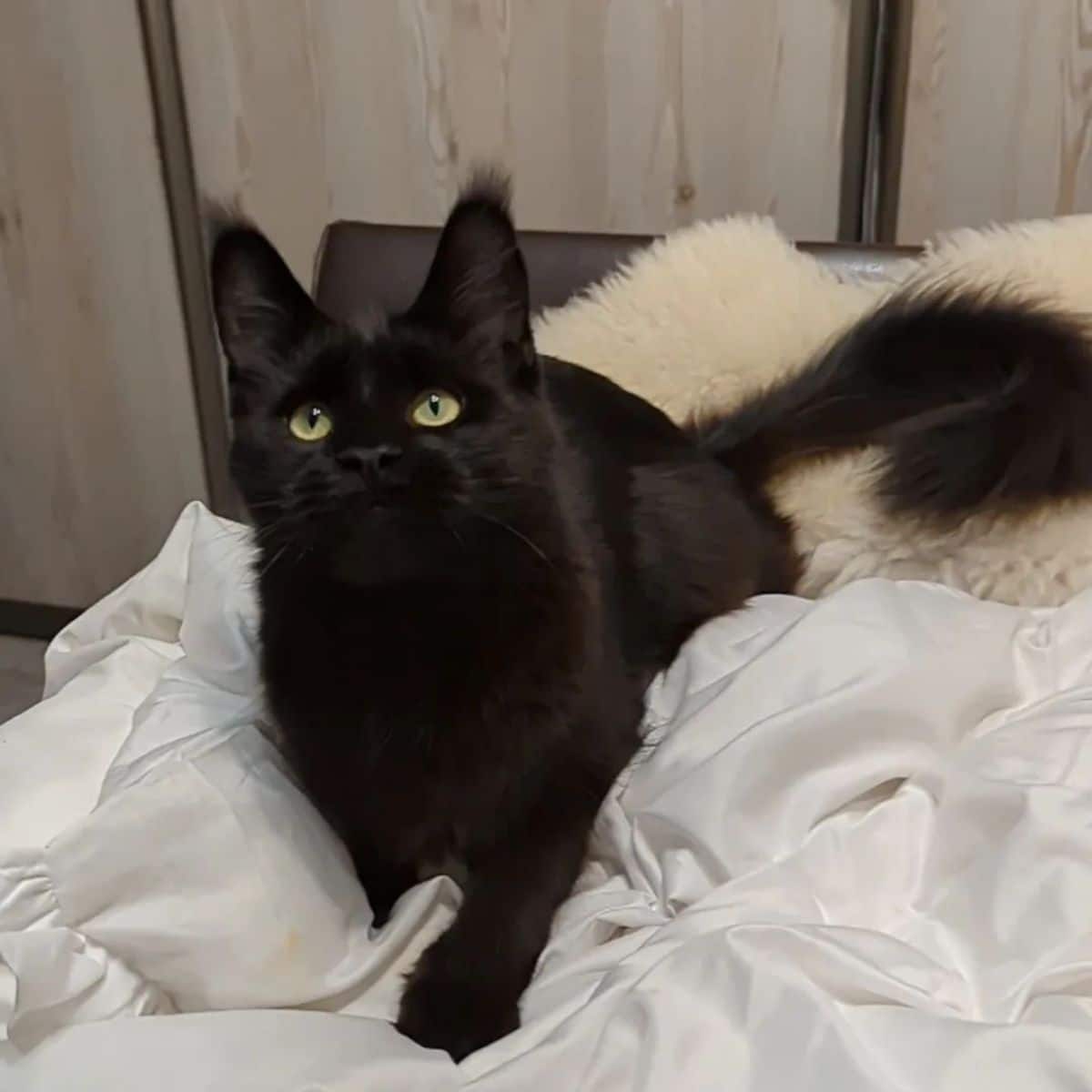 A beautiful black maine coon kitten lying on a bed.