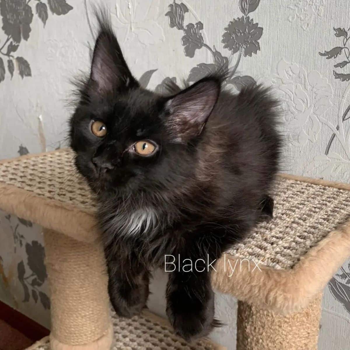 An adorable black maine coon kitten sitting on a cat scratch post.