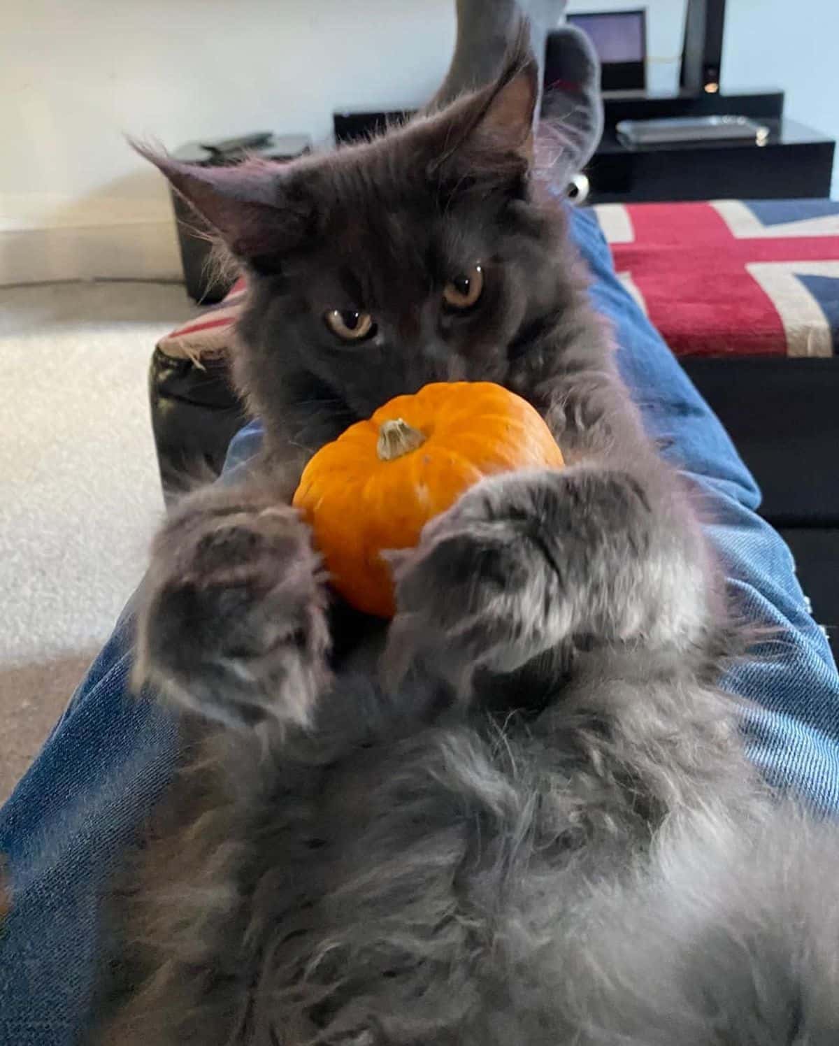 A fluffy black smoke maine coon holding a small pumpkin.