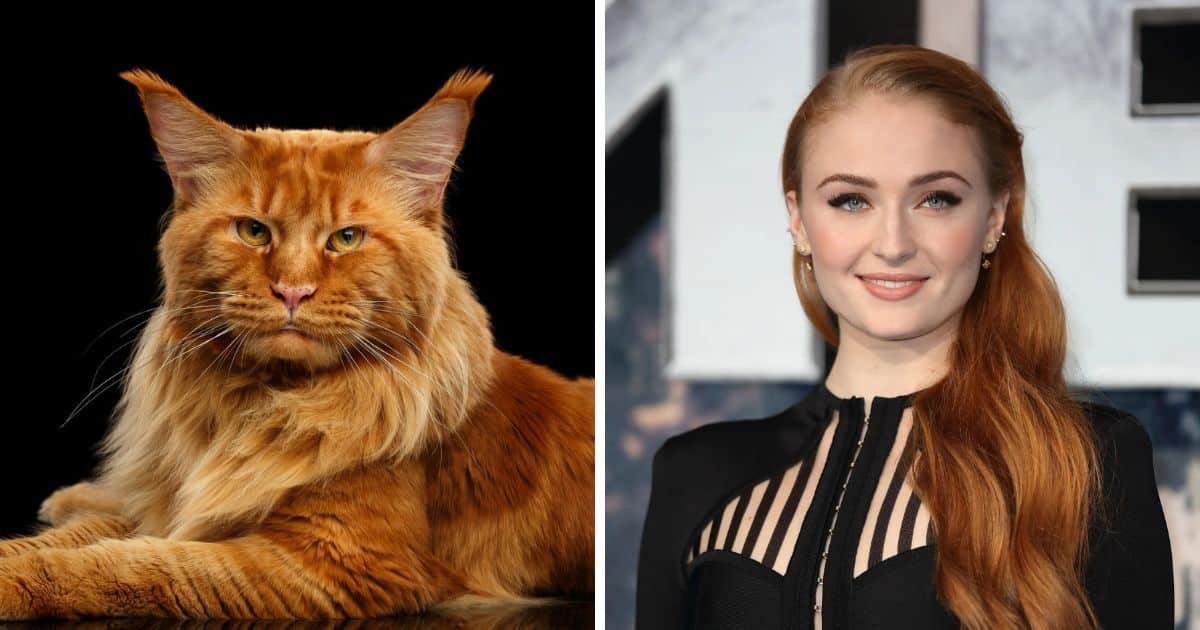 Image of a red maine coon and image of Sophie Turner.