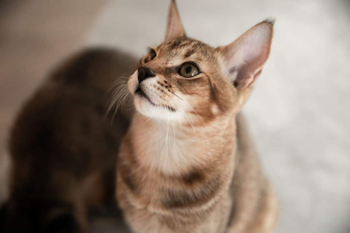An adorable brown Chausie cat looking upwards.